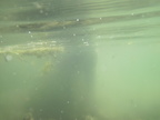 Madison River Float--June 26,, 2018 - display this album Madison River Float--June 26,, 2018